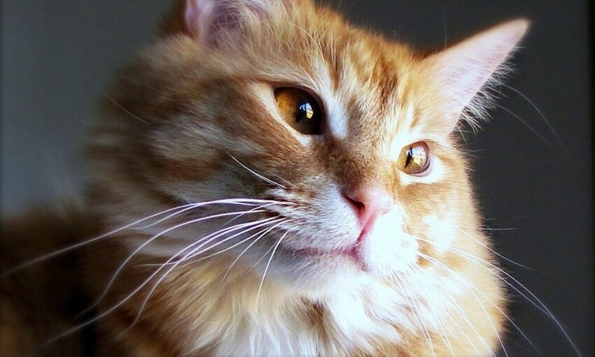 20 интересных фактов о кошках