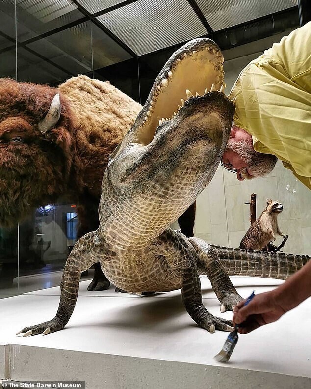 Аллигатора Гитлера выставят в Дарвиновском музее
