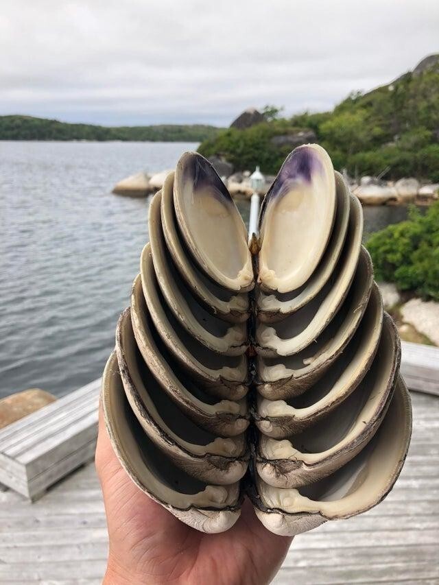 Раковины моллюсков идеально подходящие друг другу