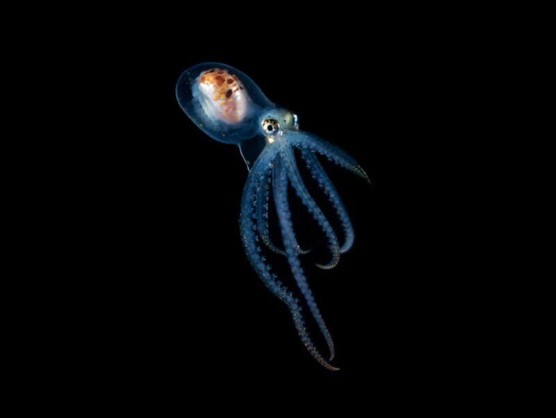 Фотограф запечатлел осьминога с прозрачной головой