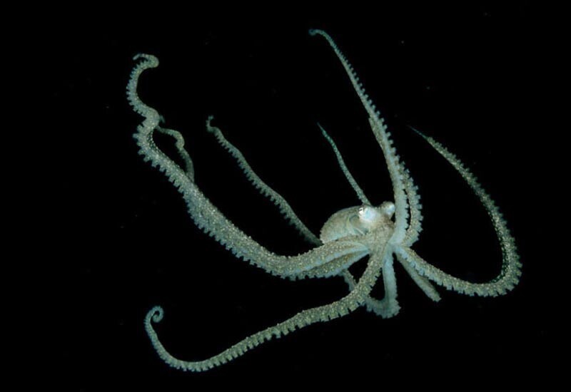 Фотограф запечатлел осьминога с прозрачной головой