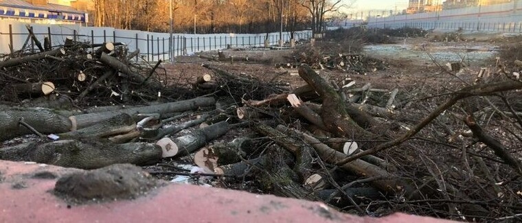 Не пережил Собянина: в Москве спилили 300-летний дуб