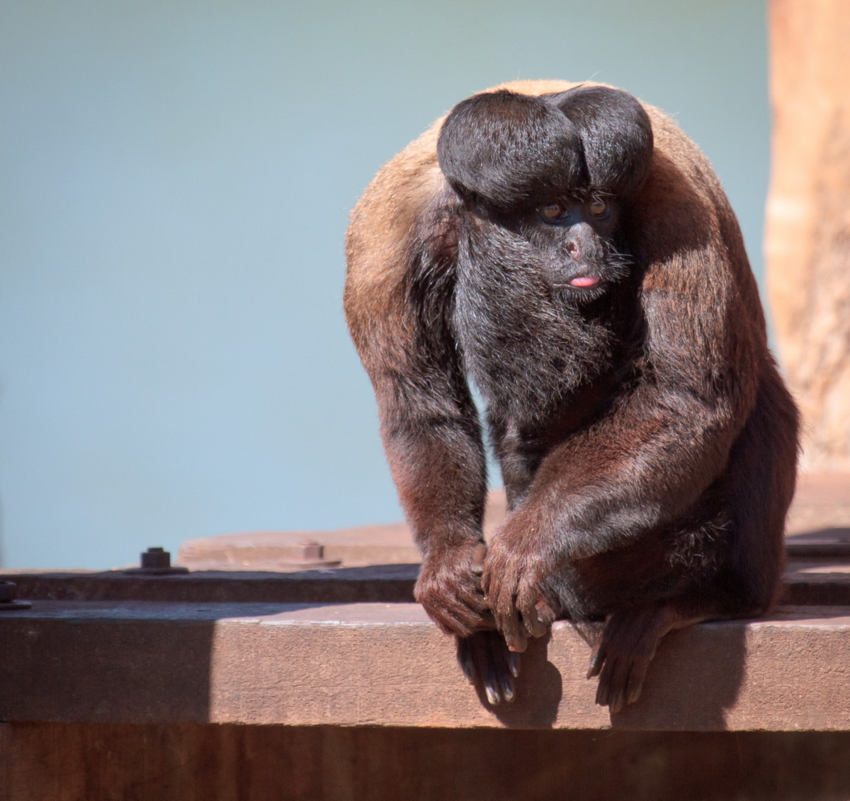 Сатанинская обезьяна: Вдохновлённые графом Дракулой. Оправдывают ли эти приматы своё мрачное прозвище?