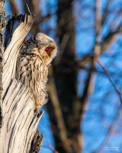 Петербуржцам показали потрясающие снимки спящей совы на Елагином острове