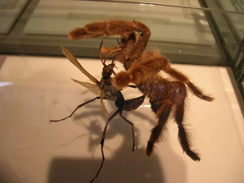 Оса-ястреб: Убийца тарантулов. Элегантный киллер с чрезвычайно болезненным укусом