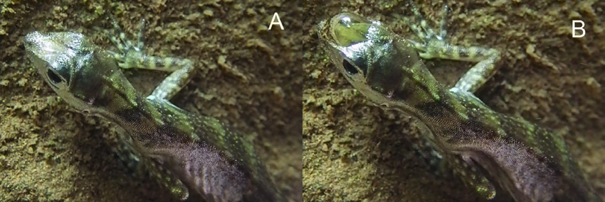 Водяная анола: Яркий пример эволюции прямо сейчас. Как ящерицы учатся жить под водой?