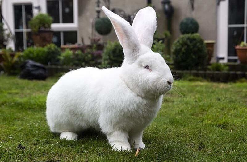 Джестер — гигантский 9-килограммовый кролик