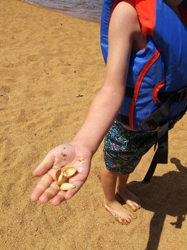 1. «Мой сын нашёл «ракушки» во время своей первой поездки на пляж. У меня не хватило духа сказать ему правду»