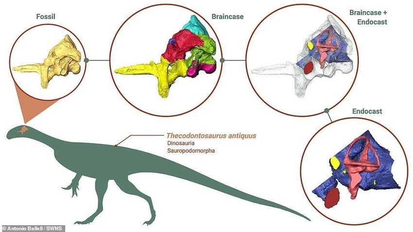 Ученые воссоздали мозг динозавра и сделали неожиданное открытие