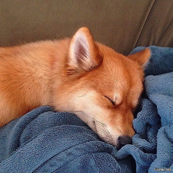 порода собак "помски"