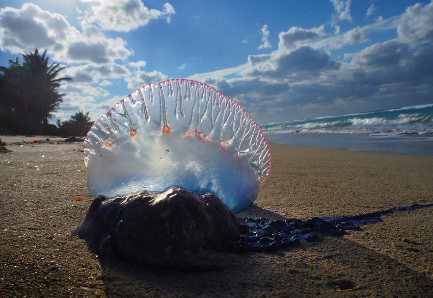 Португальский кораблик: Страх туриста №1. Всё что нужно знать о ядовитой морской медузе