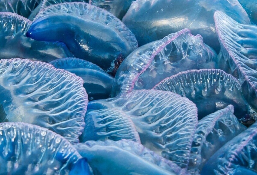 Португальский кораблик: Страх туриста №1. Всё что нужно знать о ядовитой морской медузе