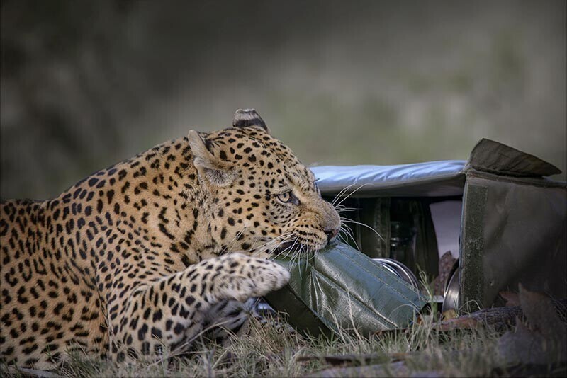 Леопард стащил у туристов продукты для пикника