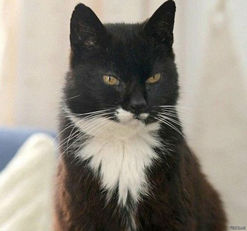 Крим Пафф (Creme Puff) — кошка, прожившая 38 лет и 3 дня