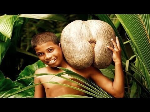 Коко-де-мер - самый необычный кокос 