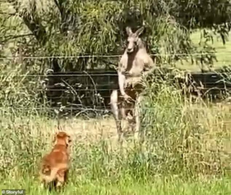 "Не на того напал": австралиец заснял встречу собаки с кенгуру