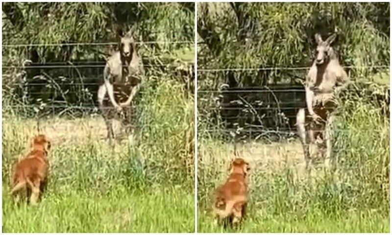 "Не на того напал": австралиец заснял встречу собаки с кенгуру