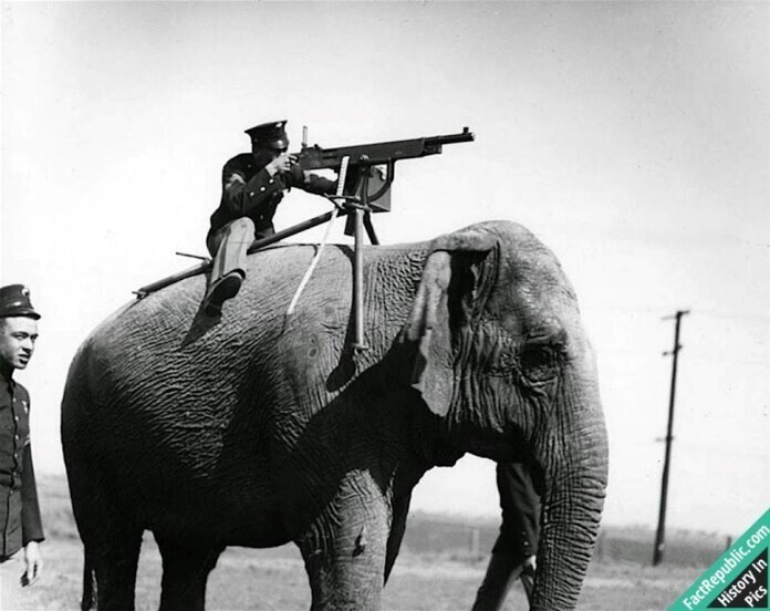 Испытания боевого слона с пулеметом, британская армия, 1914г.