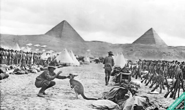 Австралийский солдат играет с ручным кенгуру на фронте в Египте, 1914г.