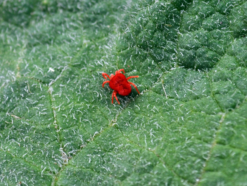 Краснотелковый клещ: Тот самый крошечный красный жучок, которого видел каждый. А это, кстати, опасный паразит