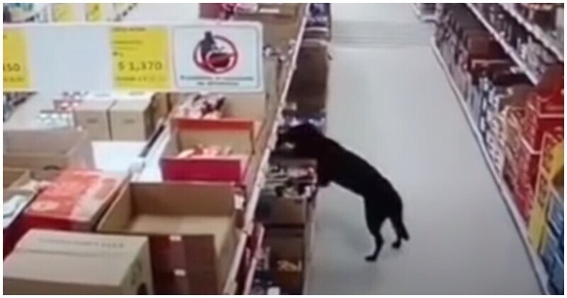 Идеальное преступление: сообразительная собака украла пакет с кормом из магазина