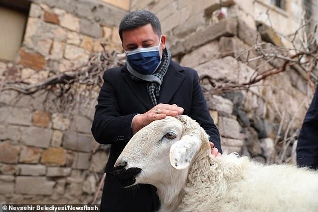 В Турции домашний скот сбежал с фермы и отправился в мэрию