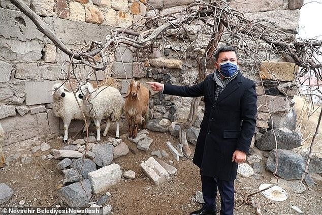 В Турции домашний скот сбежал с фермы и отправился в мэрию
