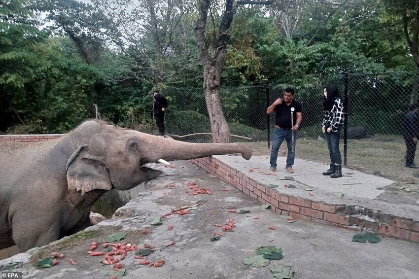 Закрылся адский зоопарк, где жил «самый одинокий в мире слон»
