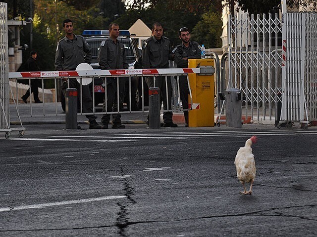 Ливанская курица сбежала в Израиль и попросила политическое убежище