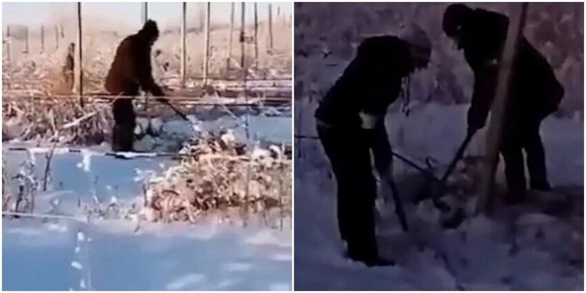 В Самарской области рабочих вывели полоть траву под снегом в -25