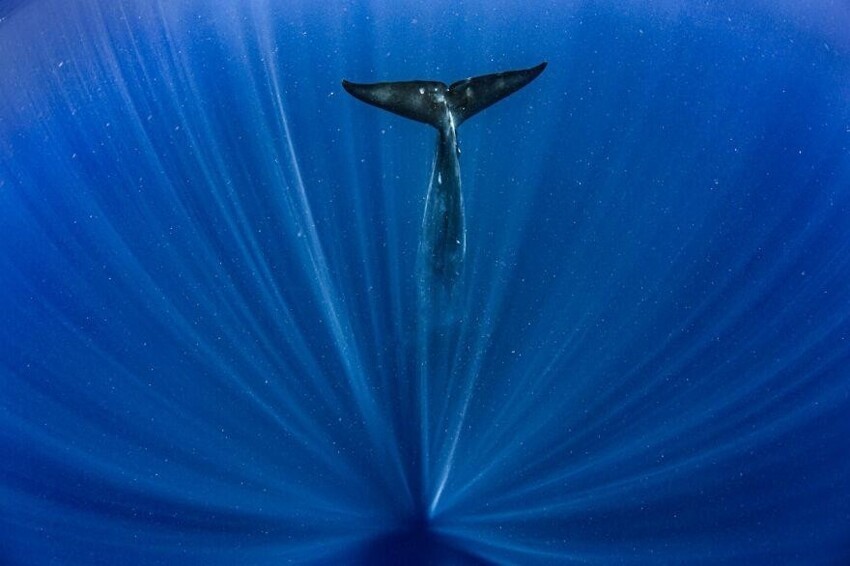 18. Отмечена в категории «Под водой»: «Большой синий кит»