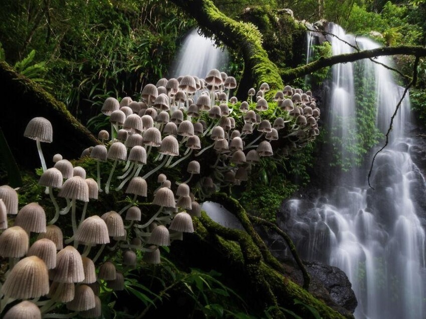 10. Второе место в категории «Растения и грибы»: «Зачарованный лес»