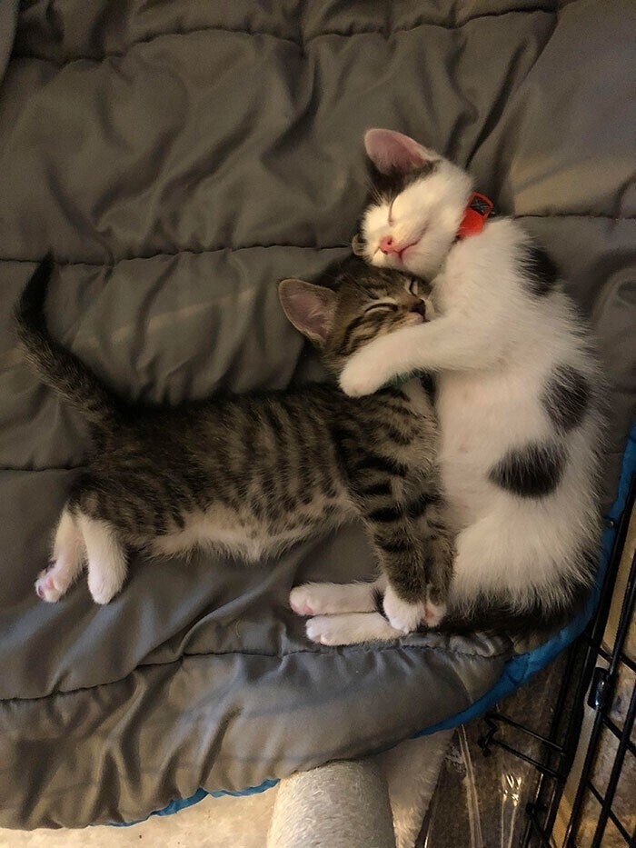 Спящие братья