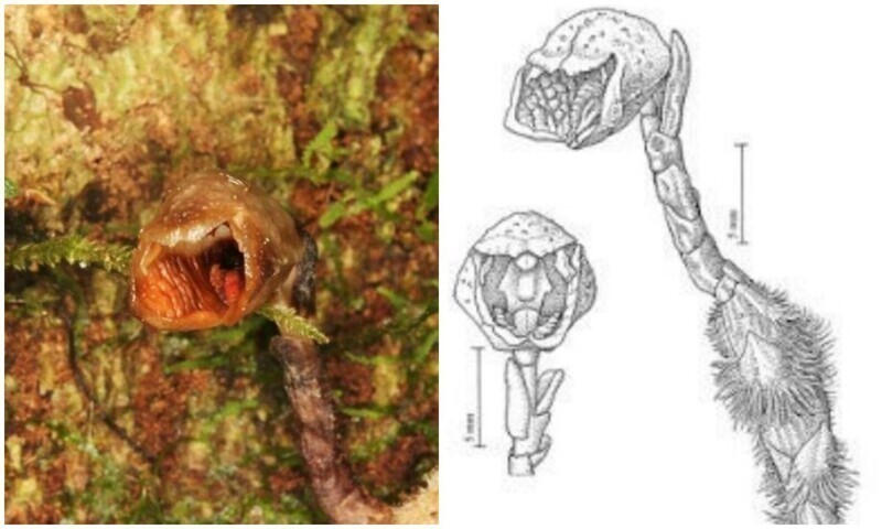 Ботаники нашли "самую уродливую" орхидею в мире