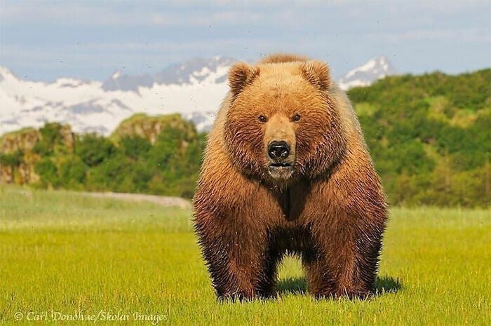 Я не Винни Пух, я Медведь Пу!