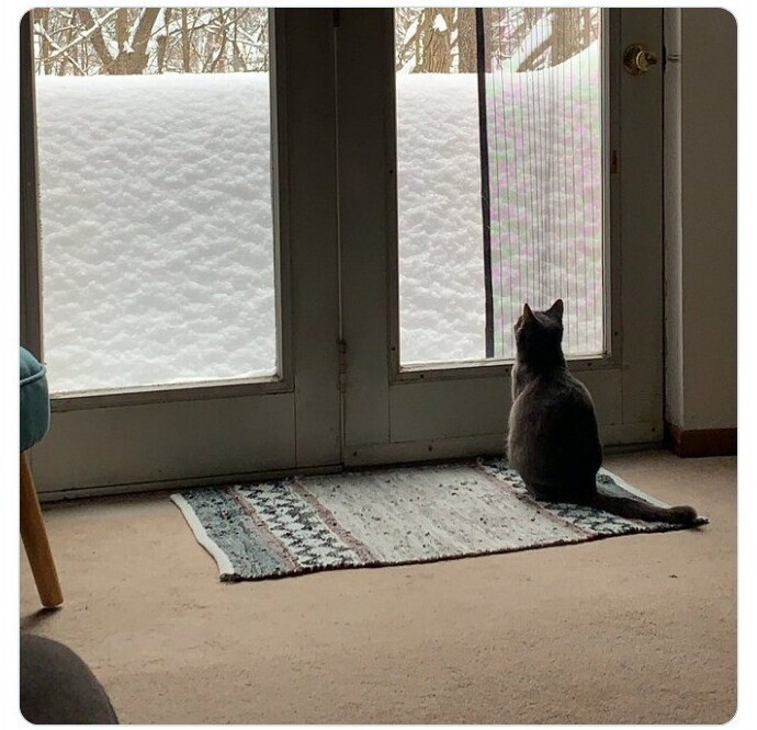 "Нашей кошке кажется, что снега многовато"