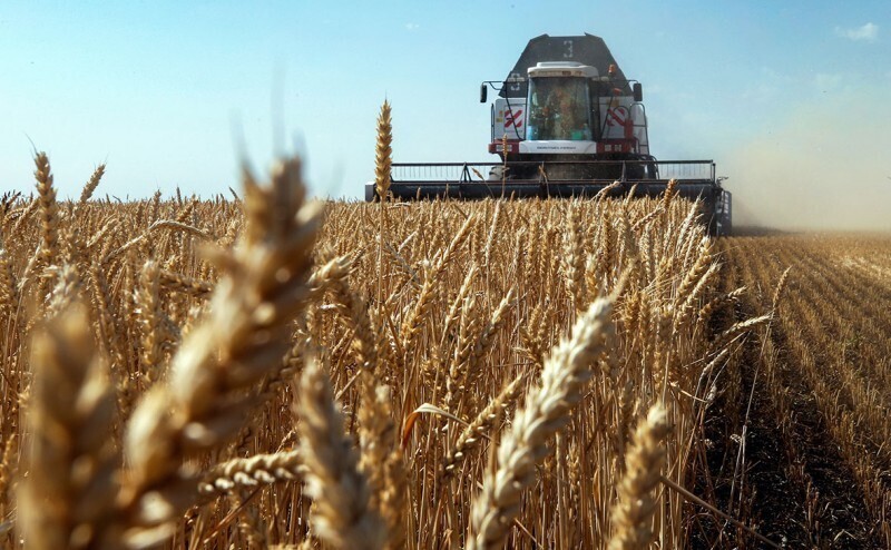 Во всем мире пандемия, а Россия бьет рекорды по урожайности