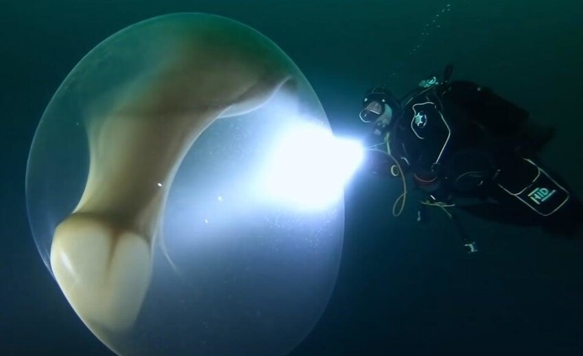 Водолазы обнаружили яйцо огромного кальмара