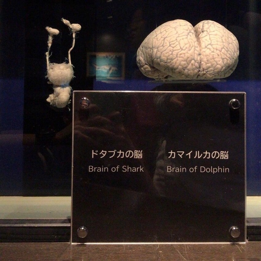 Слева представлен мозг акулы, справа - дельфина