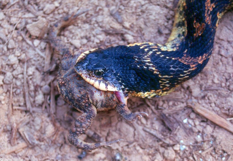 Широконосая восточная змея: Смешной носок спускает жаб, как воздушные шарики