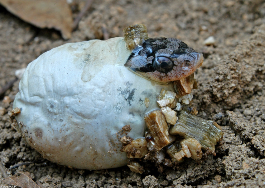 Широконосая восточная змея: Смешной носок спускает жаб, как воздушные шарики