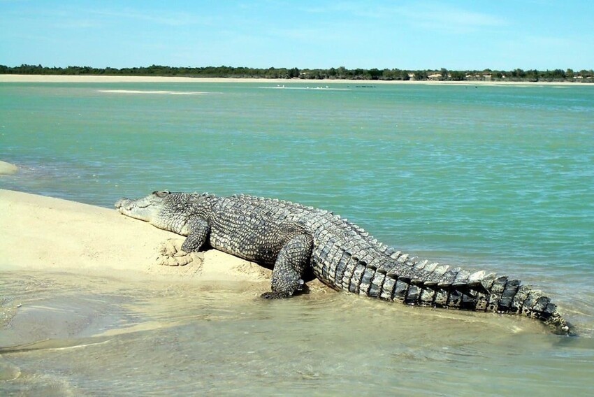 Гребнистый крокодил - самый крупный в своём виде, и конечно же акулы и всякая ядовитая живность
