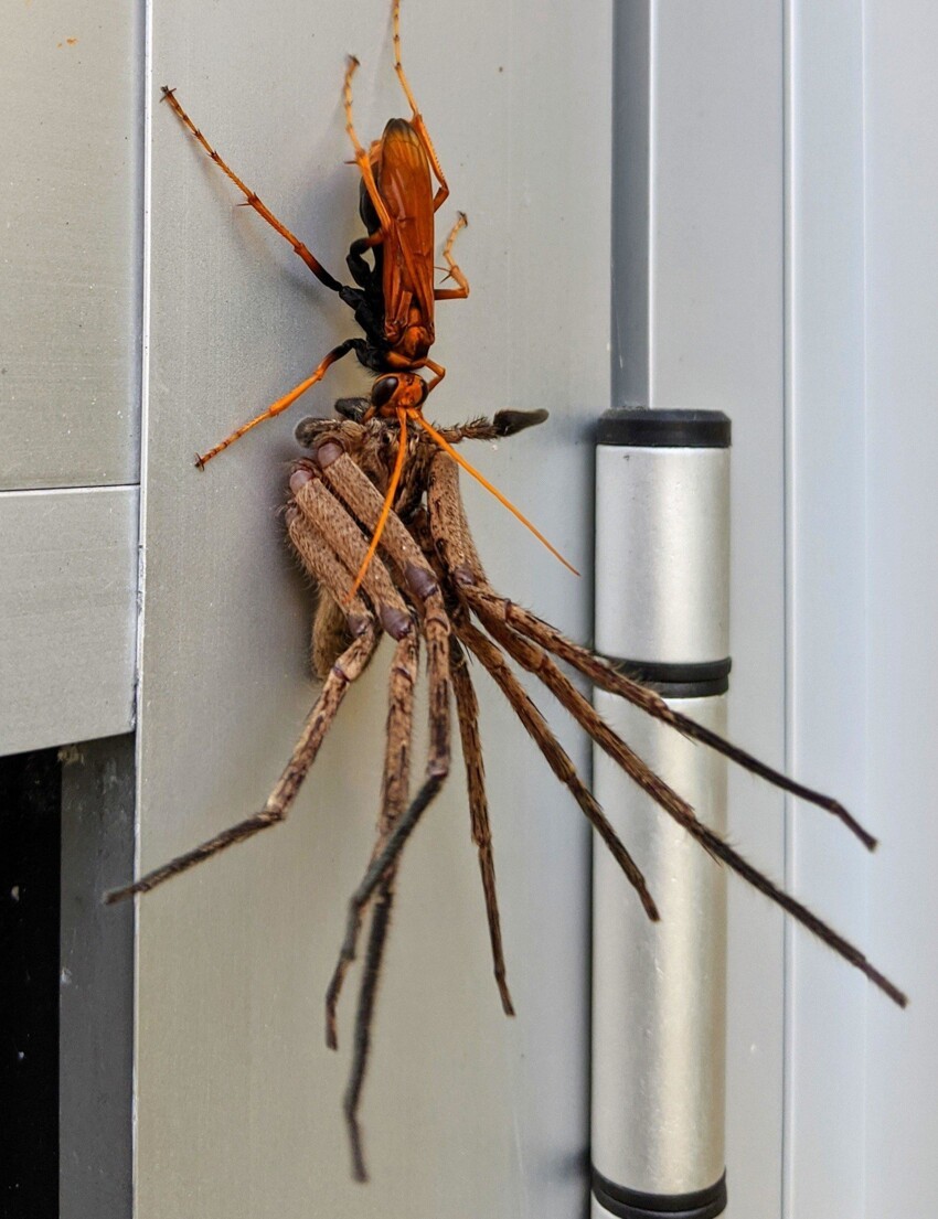 Обычное дело: оса-ястреб собирается пообедать огромным пауком, и да, это вполне может произойти у вас дома