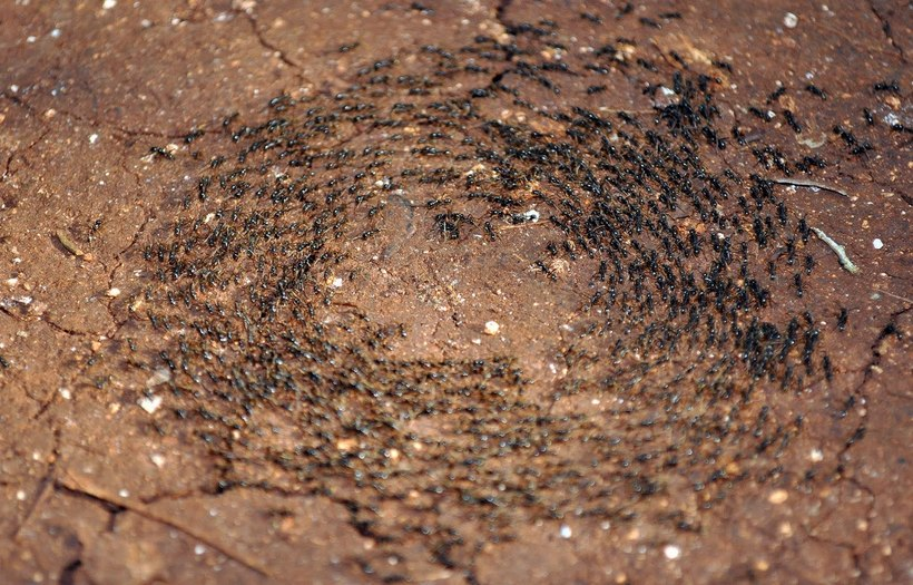Карусель смерти: Жуткое явление из мира муравьёв. Круговорот экстремального истощения