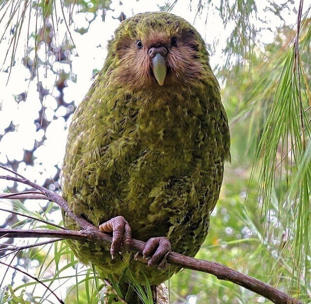 6. В Новой Зеландии выбрали птицу года 2020. Это какапо