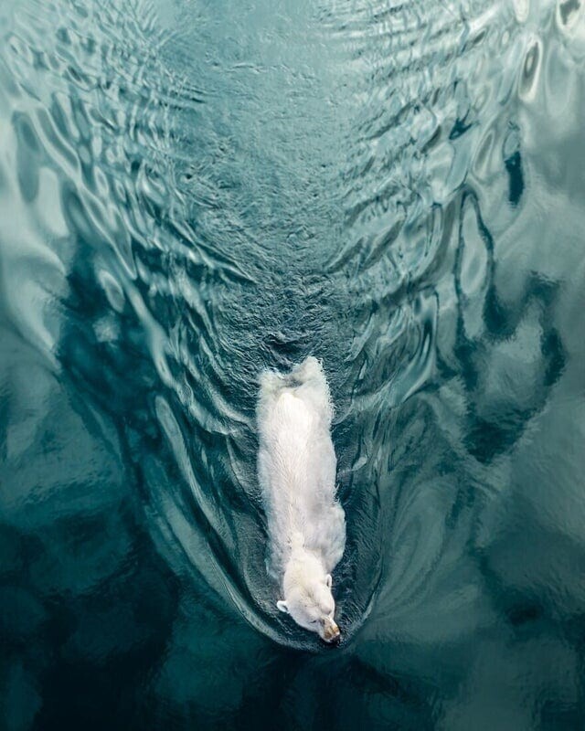 9. Полярный медведь плывёт в водах Арктики