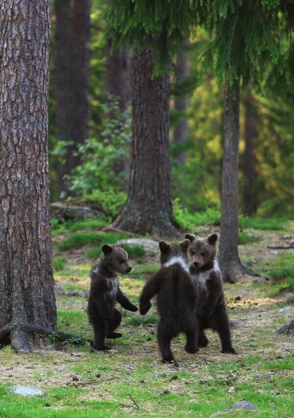 1. Медвежата играют в лесу