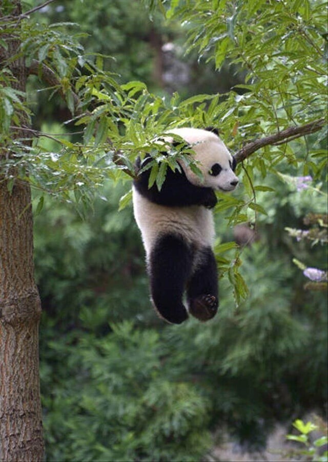 13. Панда повисла на ветке