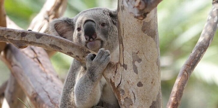 У коал - человеческие отпечатки пальцев