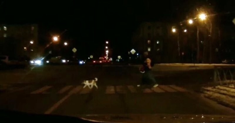 Ой, собака! В Ярославле на пешеходном переходе сбили девушку и ребенка
